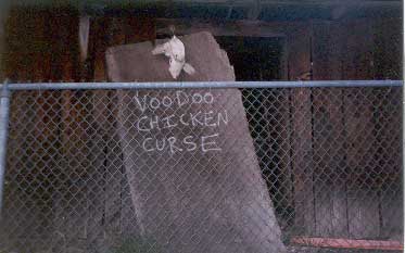 voodoo chicken curse